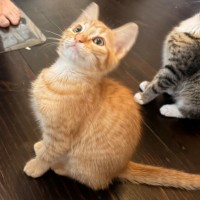 Photo of Munchkin