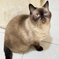 Photo of Mocha