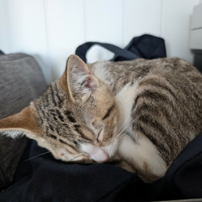 Photo of Stella