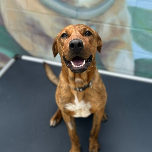 Photo of 🍪 Scooby 6714 🍪