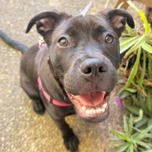 Natalie - Staffordshire Bull Terrier Dog