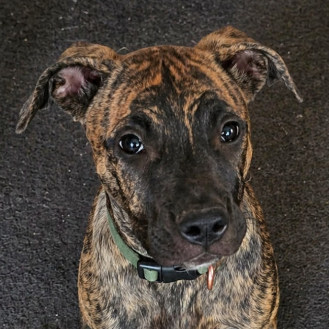 Photo of Tallulah