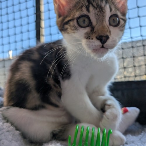 $250 Ruby - Domestic Short Hair (DSH) Cat