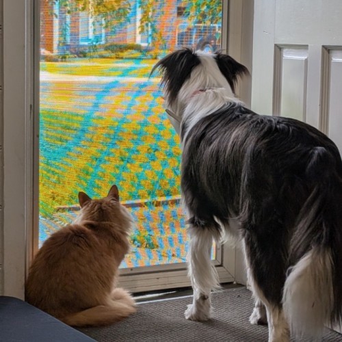 Oscar - Domestic Long Hair (DLH) Cat
