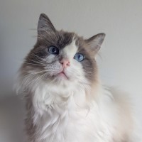 Photo of Ozzy