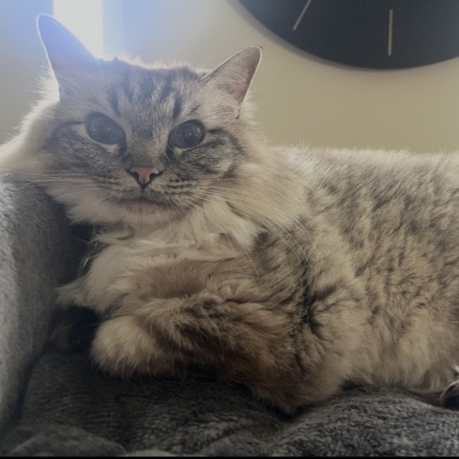 Photo of Hugh 💙.   Assisted Rehome