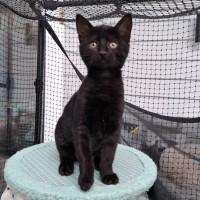 Photo of Nova