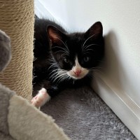 Photo of Ruby