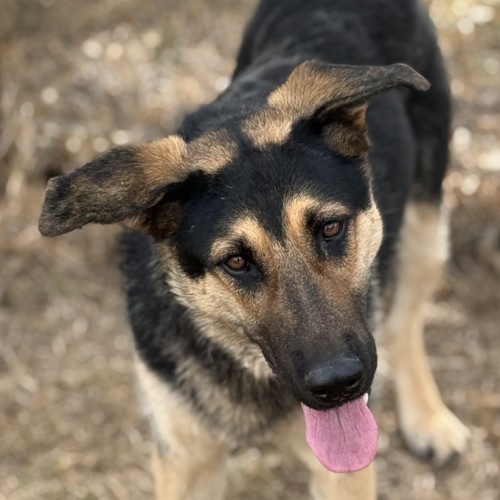 Sookie - German Shepherd Dog