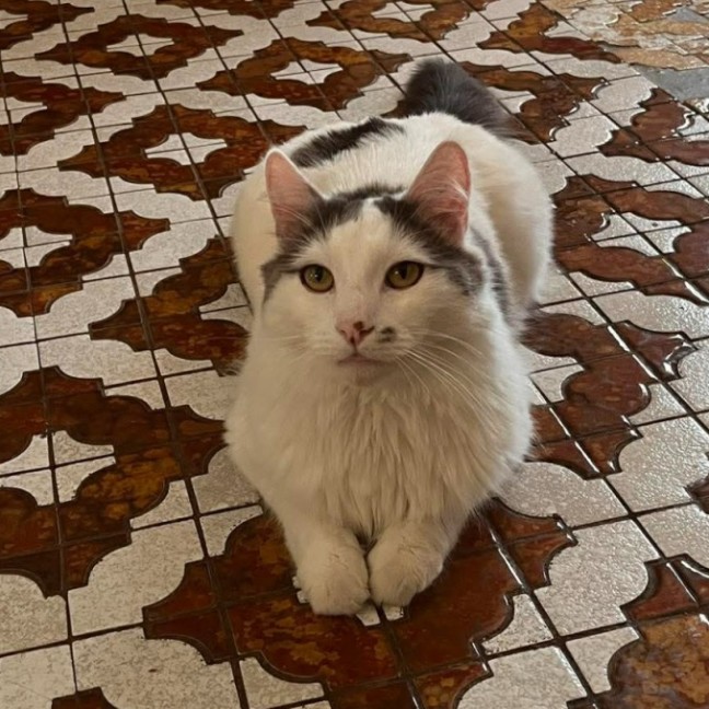 Photo of Flynn 
