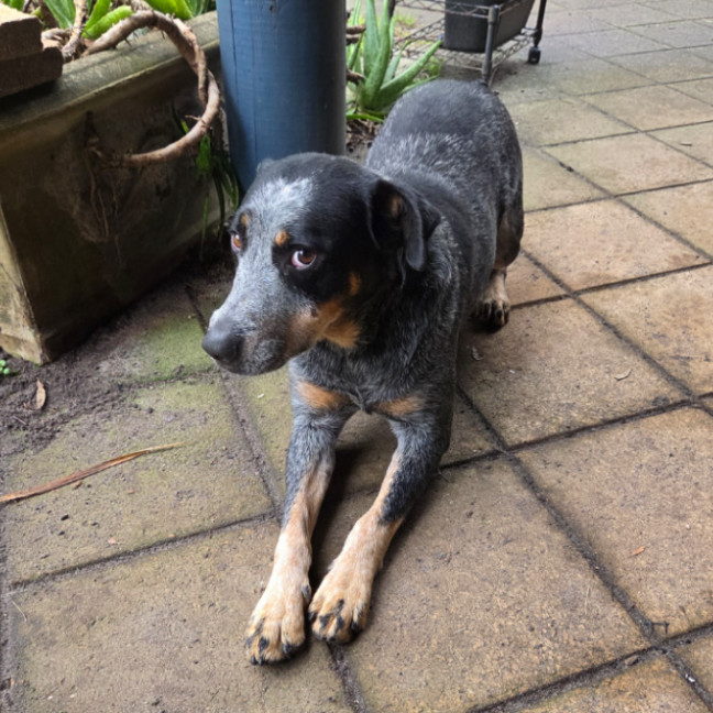 Photo of Digger