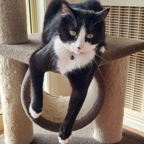 Ocean - Domestic Short Hair (DSH) Cat