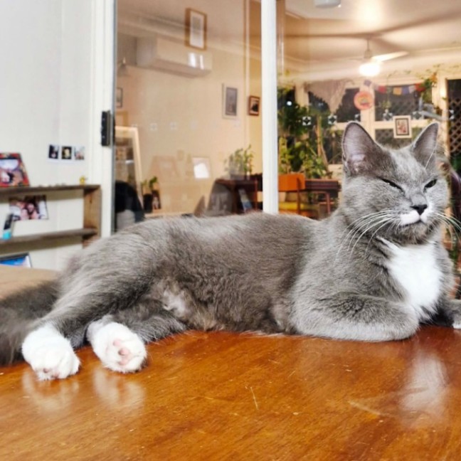 Photo of Misty