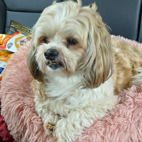 Reggie - Maltese x Shih Tzu Dog