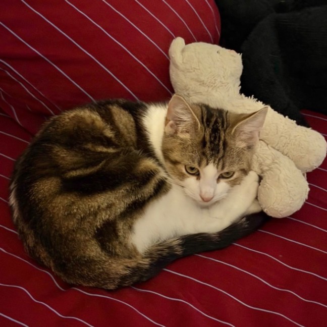 Photo of Pickles