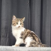 Photo of Sadie