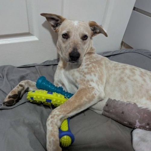 Scrumpy - Australian Cattle Dog