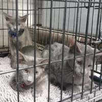 Photo of Eagle, Lion And Calf