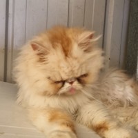 Photo of Mr Pickles