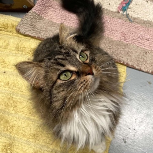 Maple ** 2nd Chance Cat Rescue ** - Domestic Long Hair (DLH) Cat