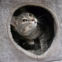 Photo of Ryder**2nd Chance Cat Rescue**