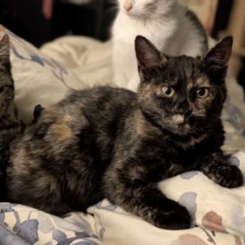 Candy - Domestic Short Hair (DSH) Cat