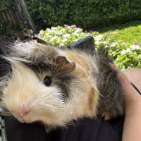 Photo of Mr Nibbles And Mr Patches