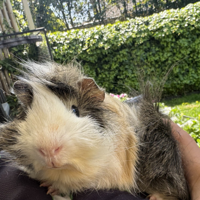 Photo of Mr Nibbles And Mr Patches