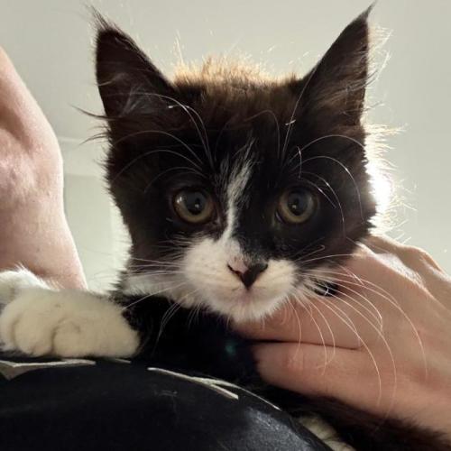 $250 Wednesday - Domestic Medium Hair (DMH) Cat