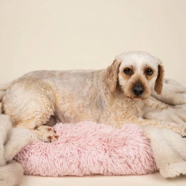 Photo of Piper