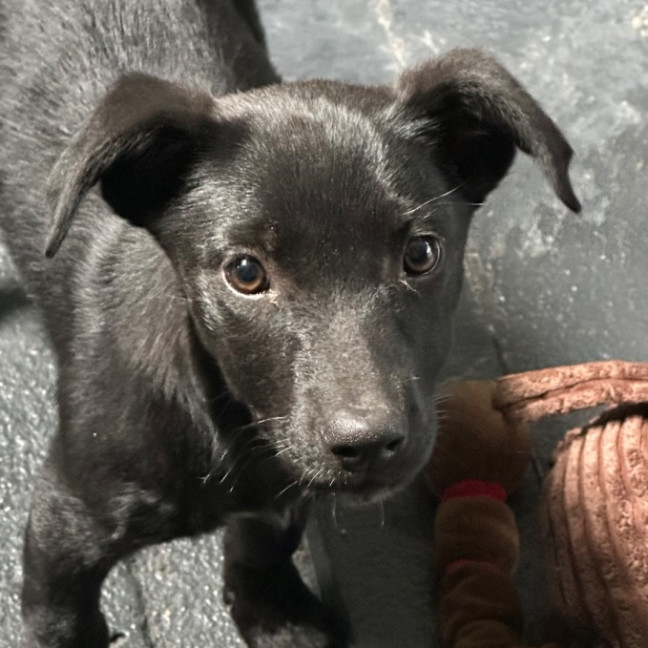 Photo of Trixie 🐶🦄