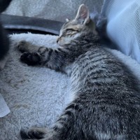 Photo of Griffin