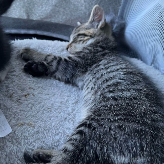 Photo of Griffin