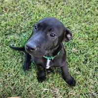 Photo of Ludo