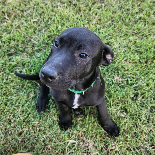 Photo of Ludo