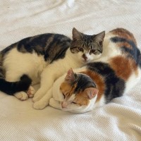 Photo of Brussels And Sprout