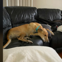 Photo of Kobi   Greyhound Boy