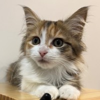 Photo of Angela Anaconda