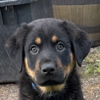 Photo of Romeo