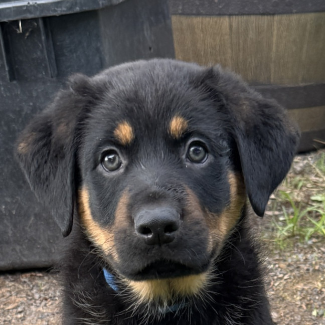 Photo of Romeo