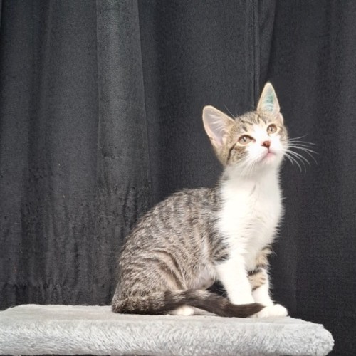 Winter - Domestic Short Hair (DSH) Cat