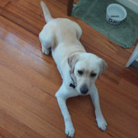 Photo of Lucia (Lucy)