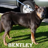 Photo of Bentley