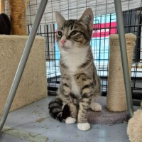 Photo of Hansel ** 2nd Chance Rescue **