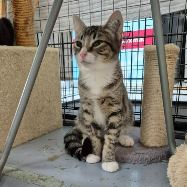 Photo of Hansel ** 2nd Chance Rescue **