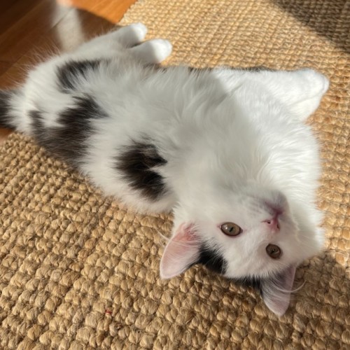 Scout - Domestic Long Hair (DLH) Cat