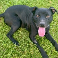 Photo of Gilian*** Crate, Toilet And House Trained