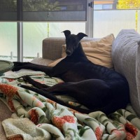 Photo of Frankie, The Greyhound 