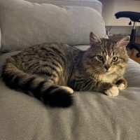 Photo of Donut