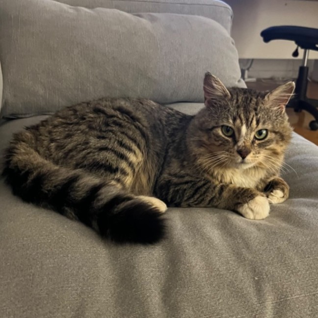 Photo of Donut
